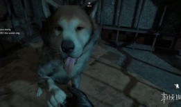 使命野狗新转盘爆料视频